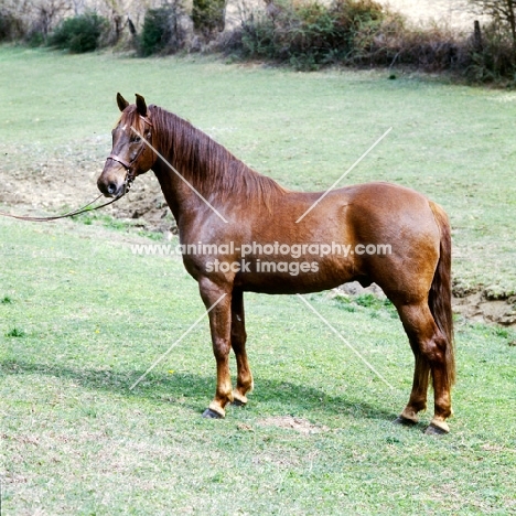 morgan horse in usa, traditional style