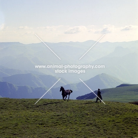 Arbich, Kabardine stallion runs free after photography, with cossack in Caucasus mountains