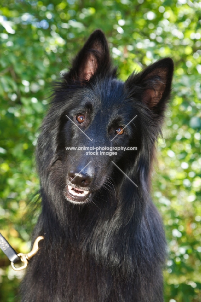 Groenendael portrait