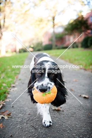 springer spaniel running down sidewalk while shaking toy in mouth