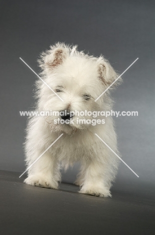 West Highland White puppy on a grey background