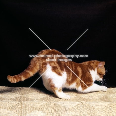 bi-coloured short hair cat, red tabby and white