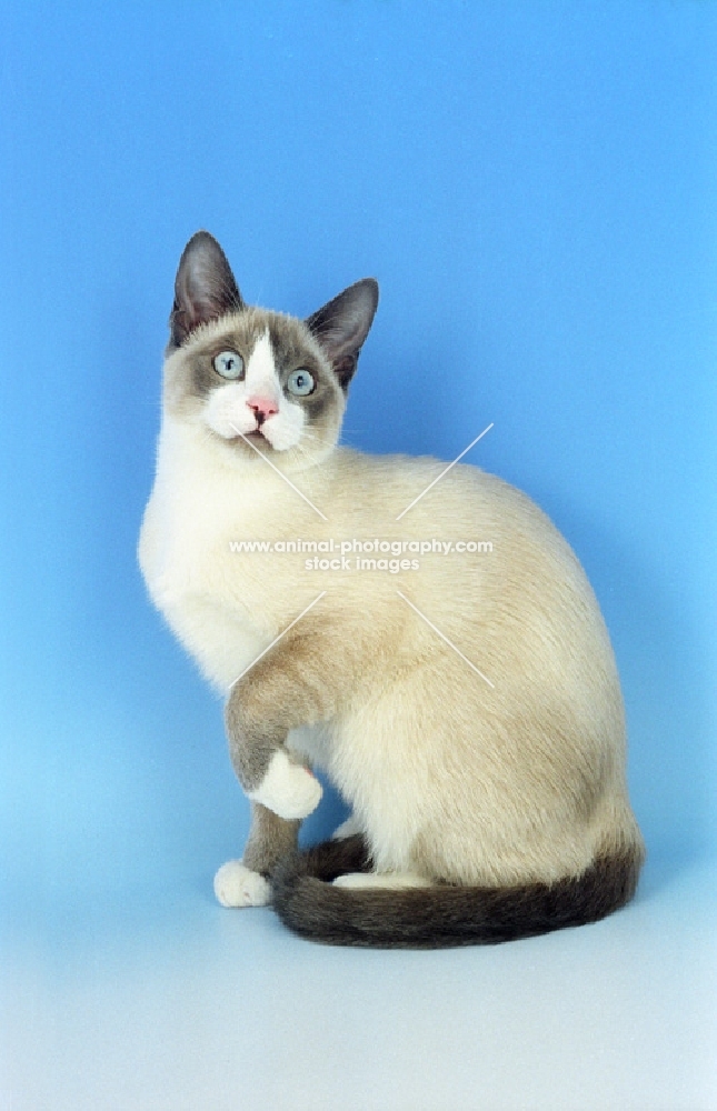 Snowshoe sitting on blue background