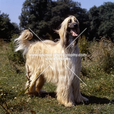 ch shere khan of tarjih, afghan hound standing in a field