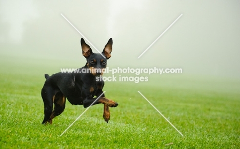 Miniature Pinscher running on grass