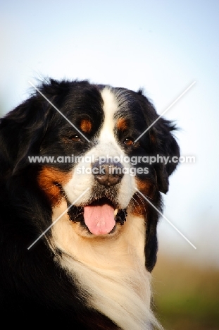 Bernese Mountain Dog (aka Berner Sennenhund) portrait