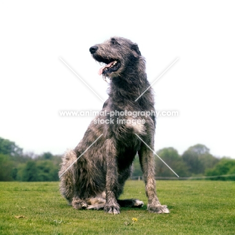 irish wolfhound looking larger than life