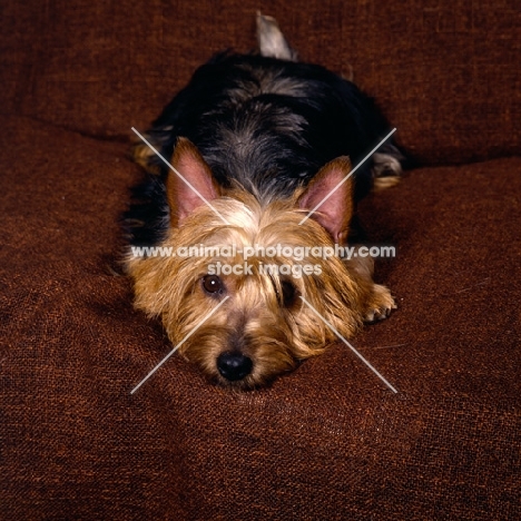 australian terrier lying on a chair