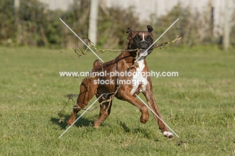 Boxer running with branch
