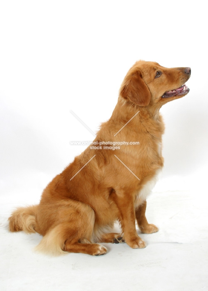 tan and white Nova Scotia Duck Tolling Retriever, sitting down