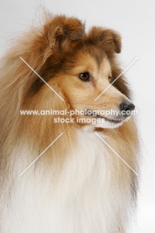 champion Shetland Sheepdog