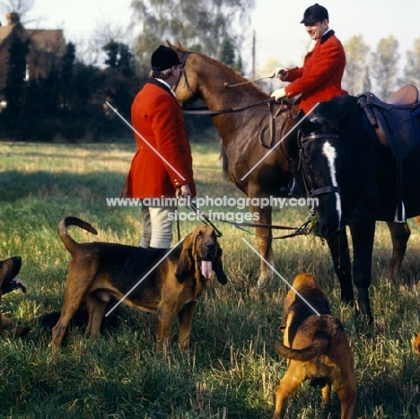 bloodhounds and horses at meet of windsor forest bloodhounds 