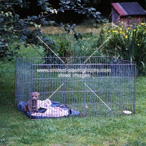 puppy in a pen outside