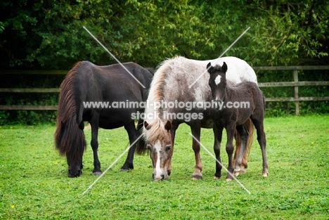 group of falabella horses in green field