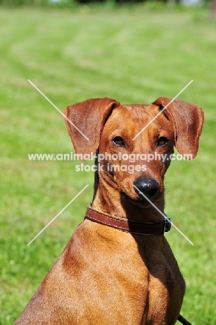 red German Pinscher