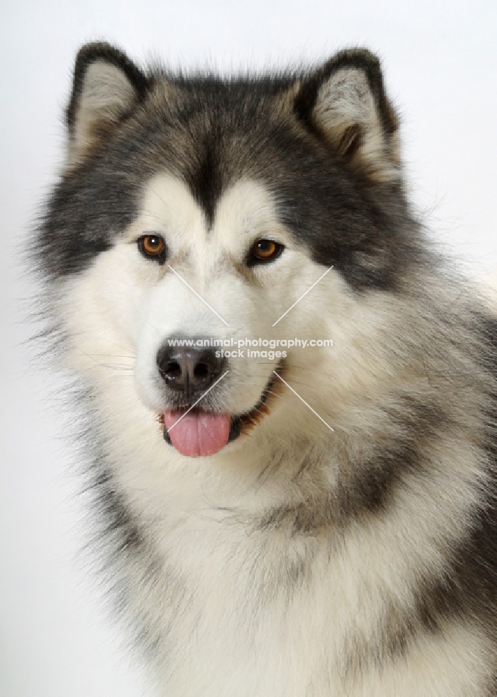 Alaskan Malamute on white background