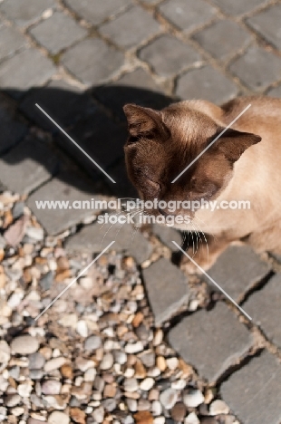 Burmese cat standing in sun