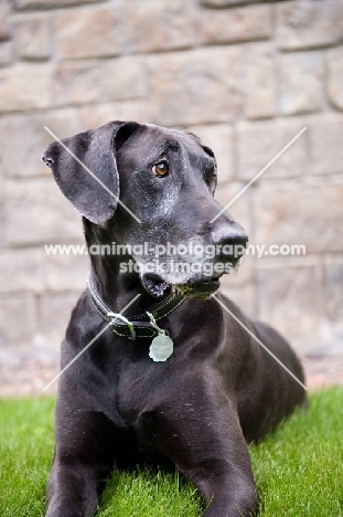 Black Great Dane lying in front of stone wall.