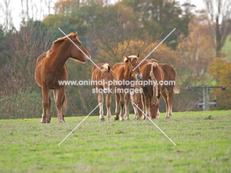 Suffolk Punches, different ages
