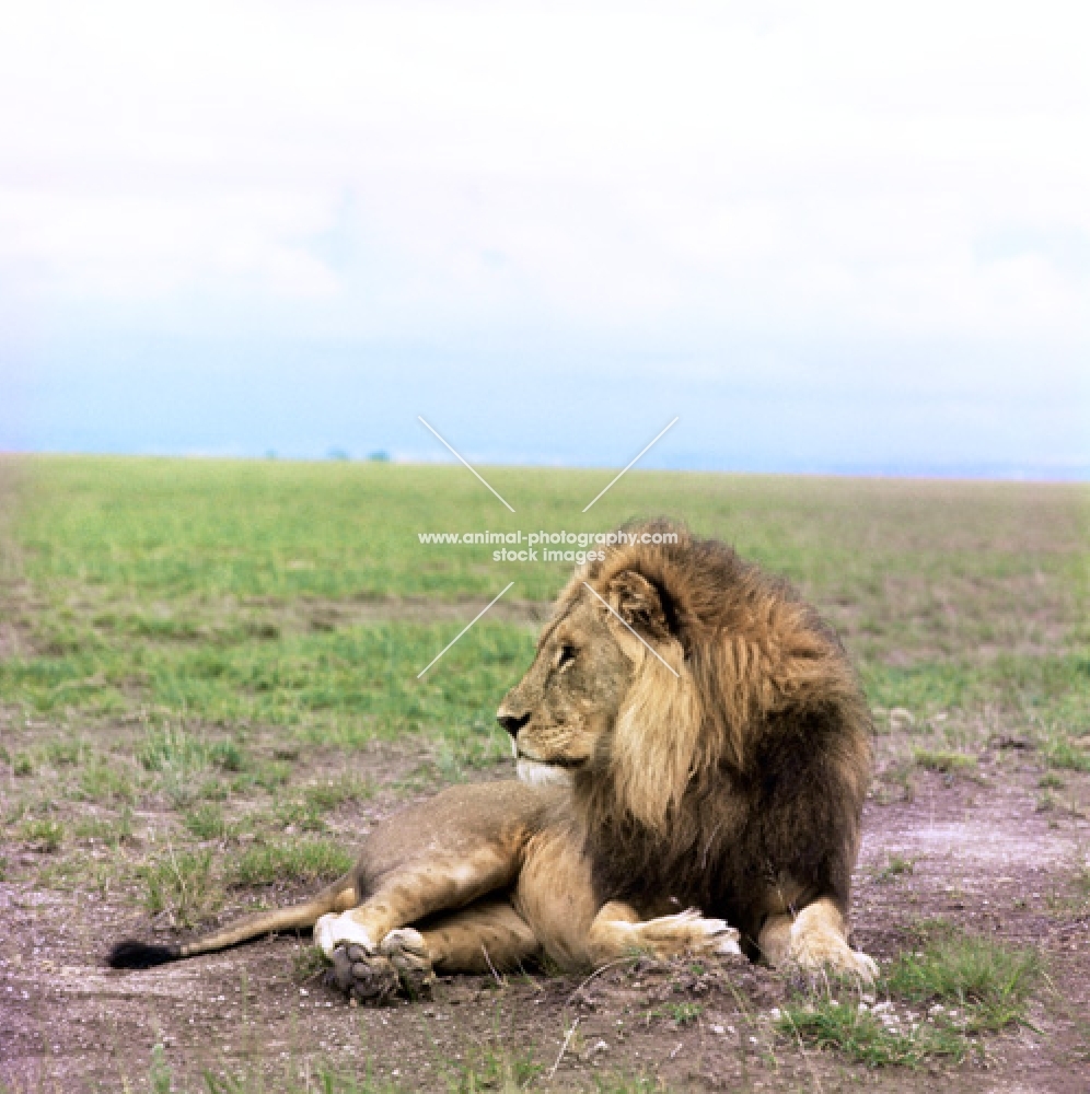 lion lying in amboseli national park 
