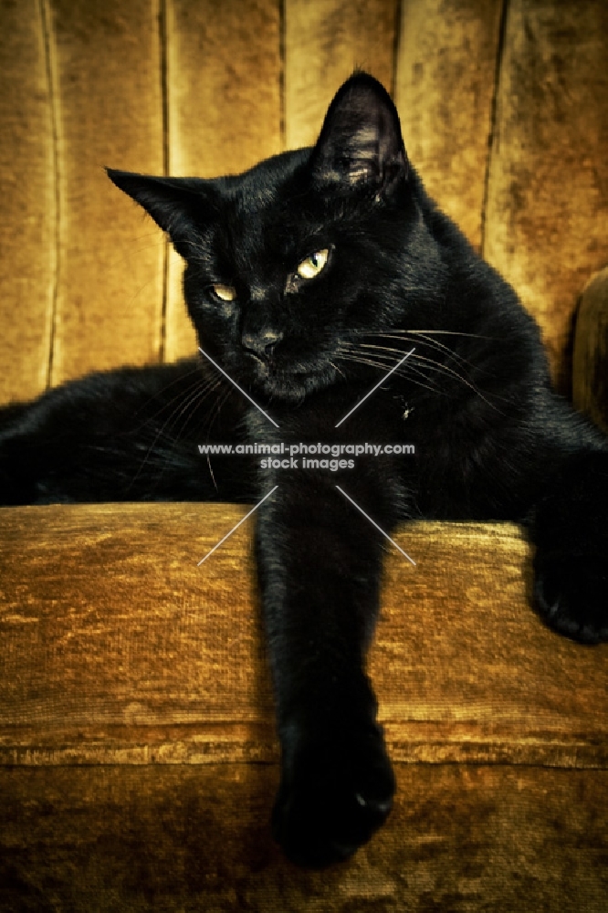 black cat laying on gold chair