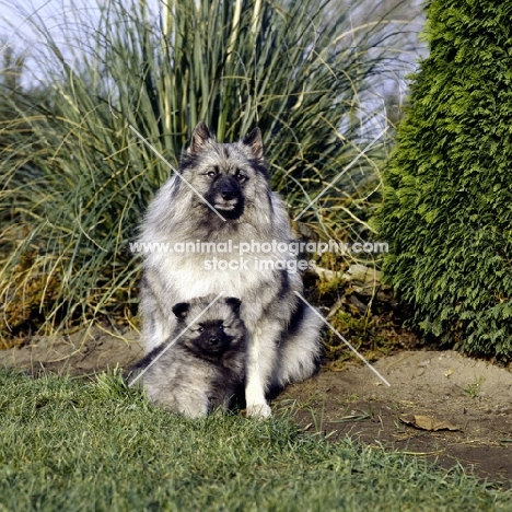 keeshond with her puppy (by kind permission of Edward Arran)