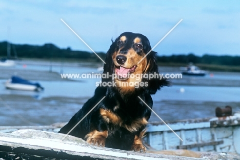 long haired dachshund, bonavoir dark spirit,  in boat on beach