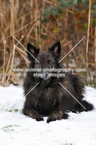 Dutch Shepherd Dog Longhaired, lying in snow