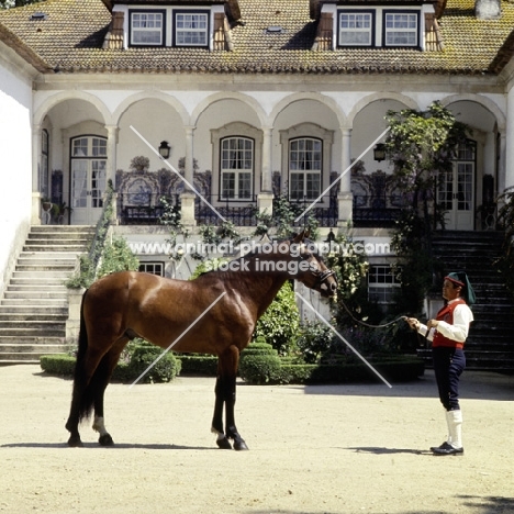 lusitano horse with handler in traditional dress, portuguese house in background