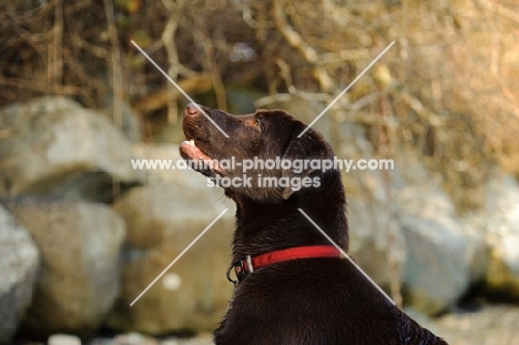 Head and shoulder shot of chocolate lab looking up.