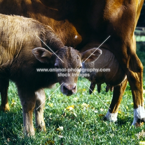 guernsey calf with mother looking at camera
