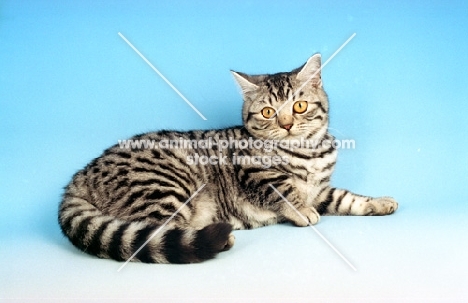 silver spotted British Shorthair kitten, lying down
