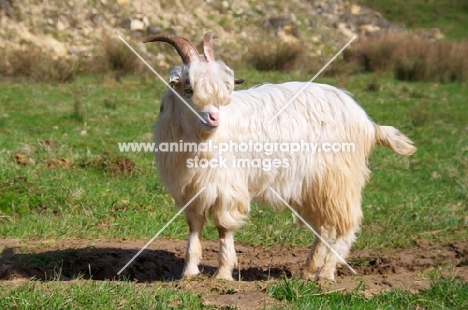 Dutch Landrace goat (aka nederlandse landgeit)