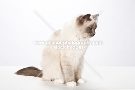 Birman cat, sitting