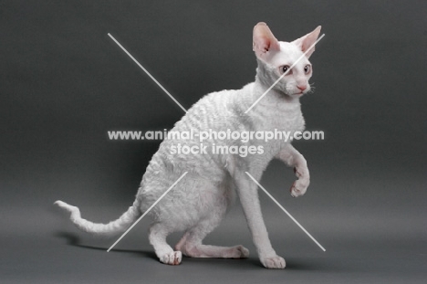 white Cornish Rex, one leg up