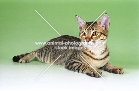 black spotted tabby Asian cat on green background