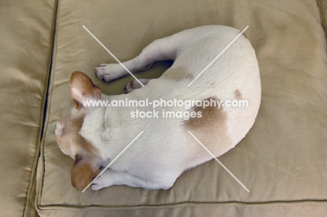 French Bulldog puppy, colour: honey pied, top view