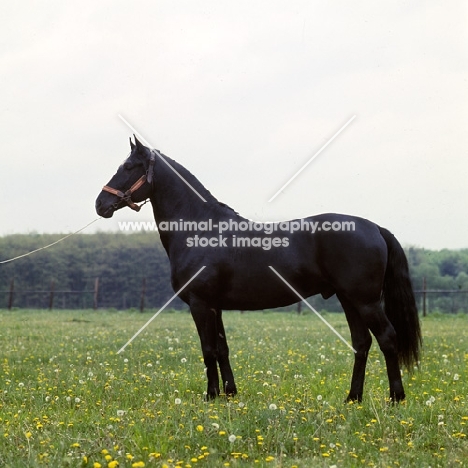 Conversano 1 Ravata, lipizzaner stallion at Topolcianky