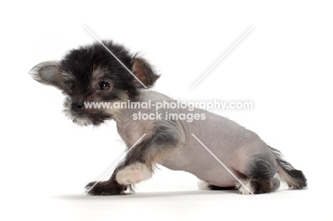 Chinese Crested puppy