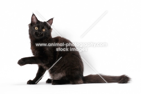 black Maine Coon, sitting down