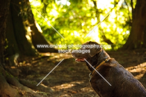 chocolate Labrador Retriever in forest