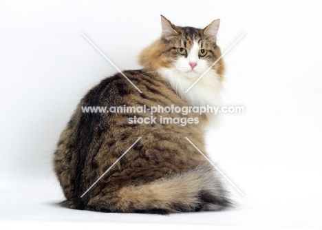 Brown Mackerel Tabby & White Siberian Cat, back view