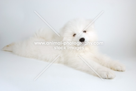 9 week old Samoyed puppy resting on white background