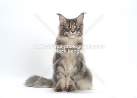 Blue Classic Tabby Maine Coon cat sitting on white background, front view