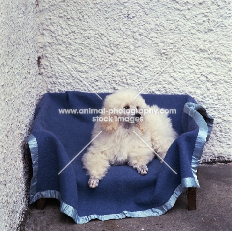 miniature poodle in pet clip in bed on blanket