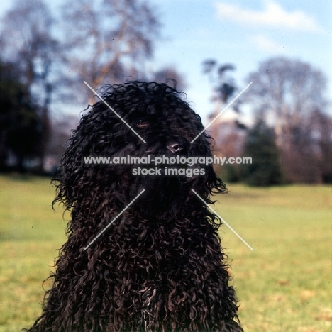 headshot of hungarian puli