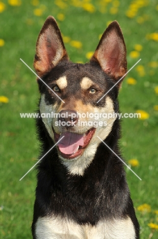 Australian Kelpie, front view