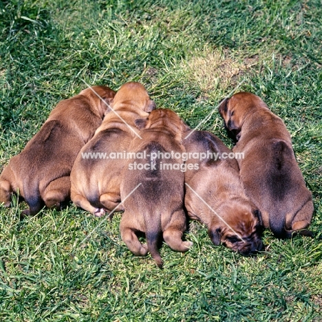 five rhodesian ridgeback puppies lying on grass showing ridges
