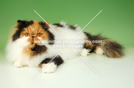 tortie and white persian cat, lying down