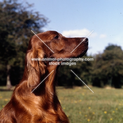 irish setter, portrait of tosca